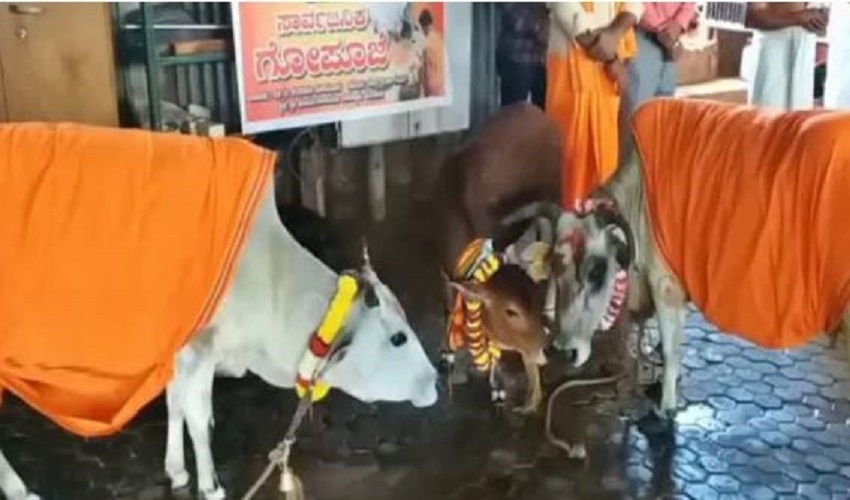 cow pooja