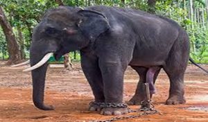 sakrebyle elefent camp