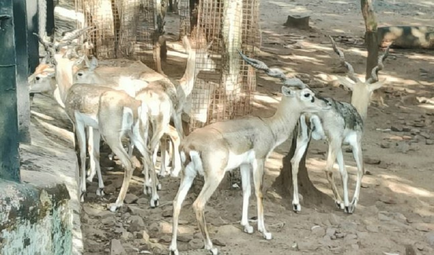 belagavi zoo