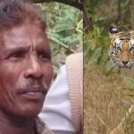 chamaraja nagar tiger