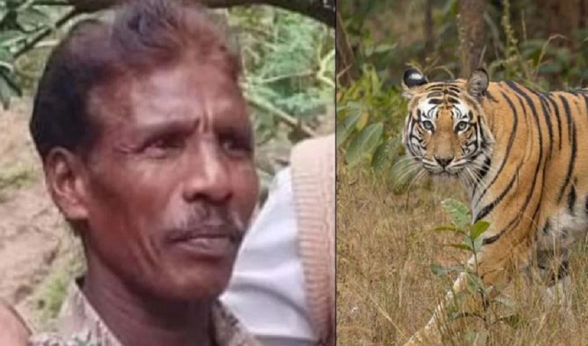 chamaraja nagar tiger