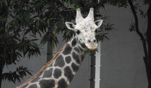 girafe